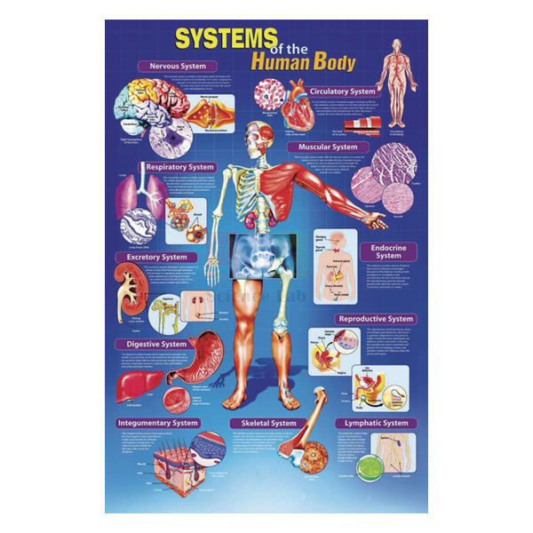 Systems of The Human Body Poster